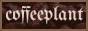 coffeeplant